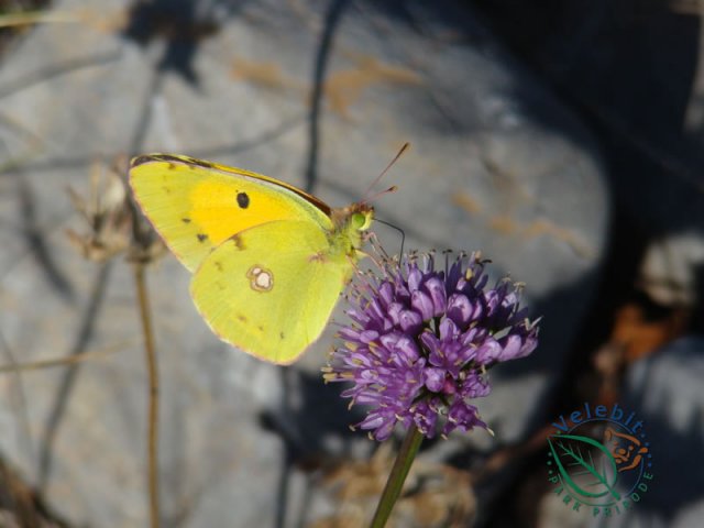 Naturpark Velebit 52